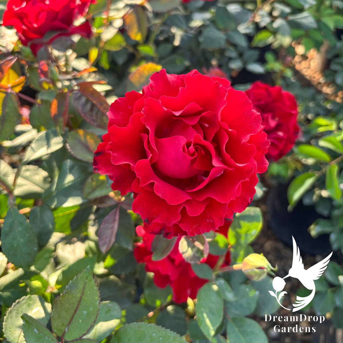 Rose - Dancing in the Dark — DreamDrop Gardens photo 5