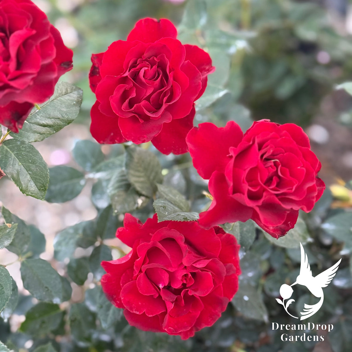 Rose - Dancing in the Dark — DreamDrop Gardens photo 6