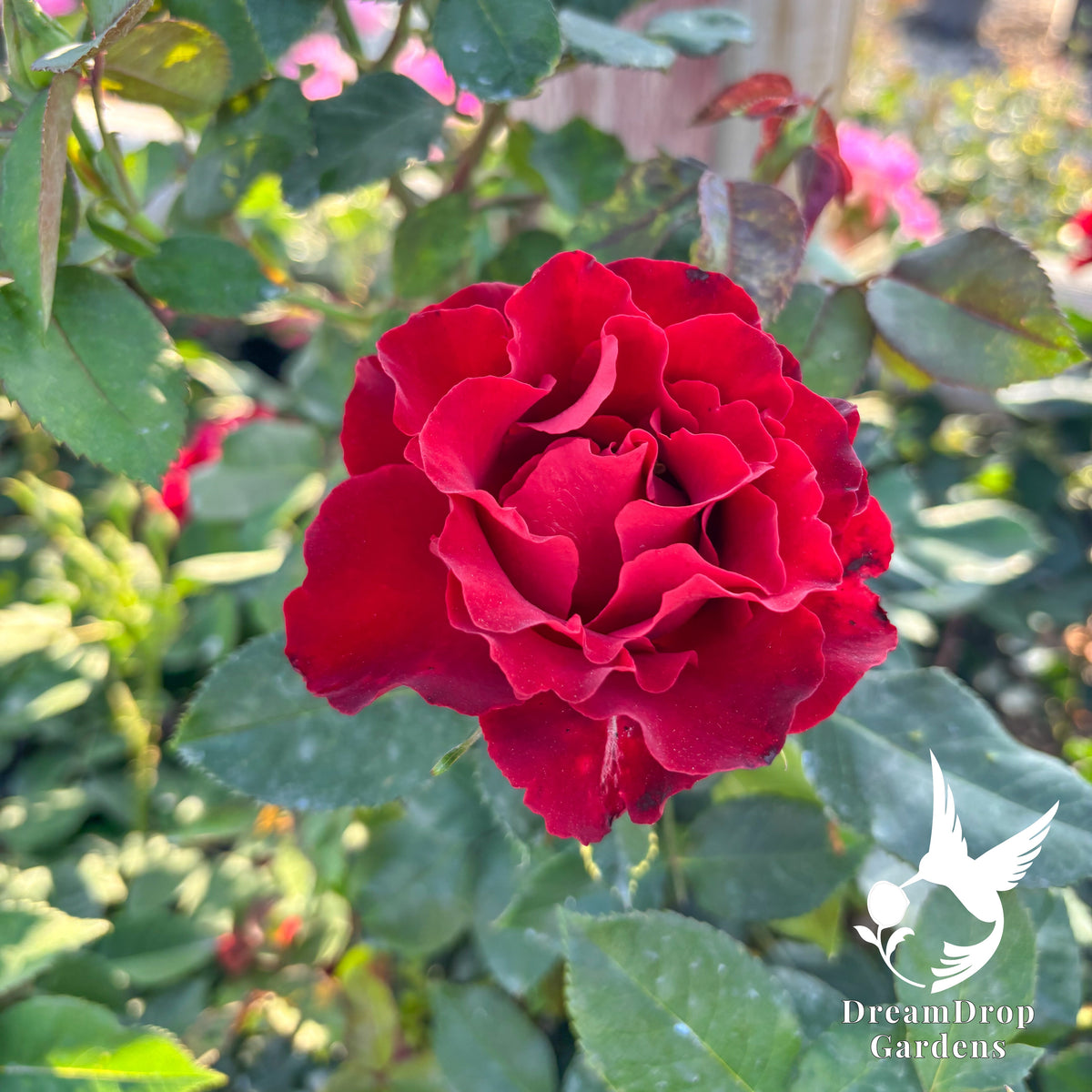 Rose - Dancing in the Dark — DreamDrop Gardens photo 7