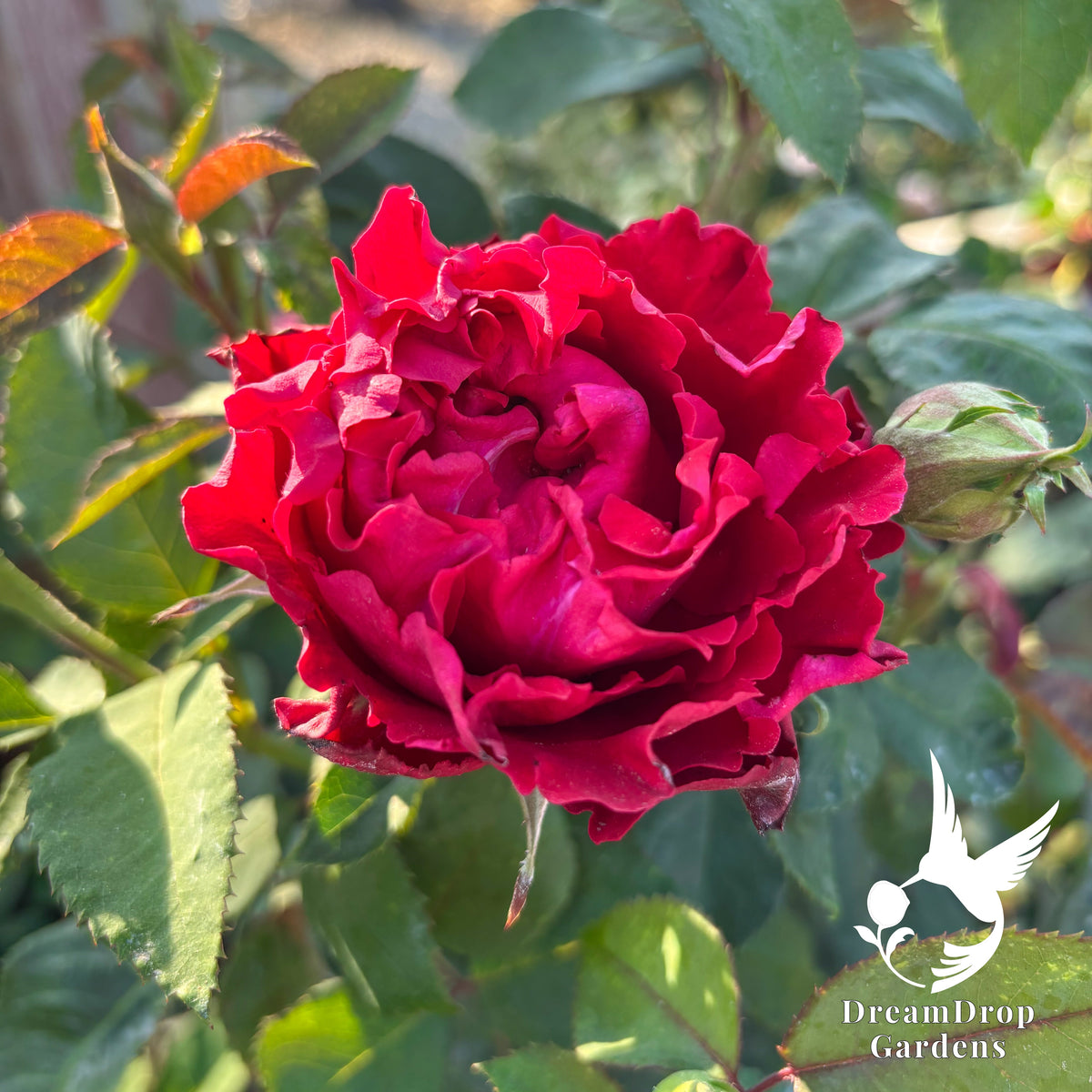 Rose - Dancing in the Dark — DreamDrop Gardens photo 8