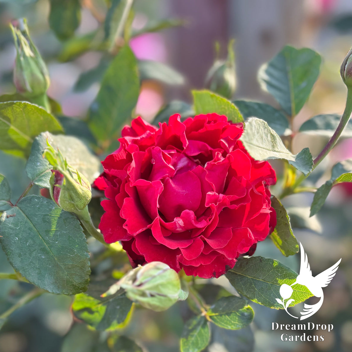 Rose - Dancing in the Dark — DreamDrop Gardens photo 9