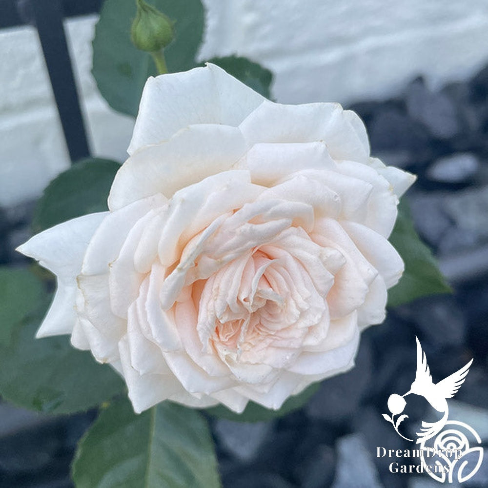 Rose - Arborose Honeymoon — DreamDrop Gardens photo 10