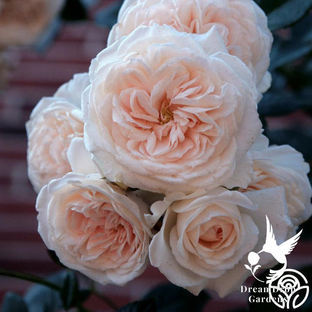Rose - Arborose Honeymoon — DreamDrop Gardens photo 11