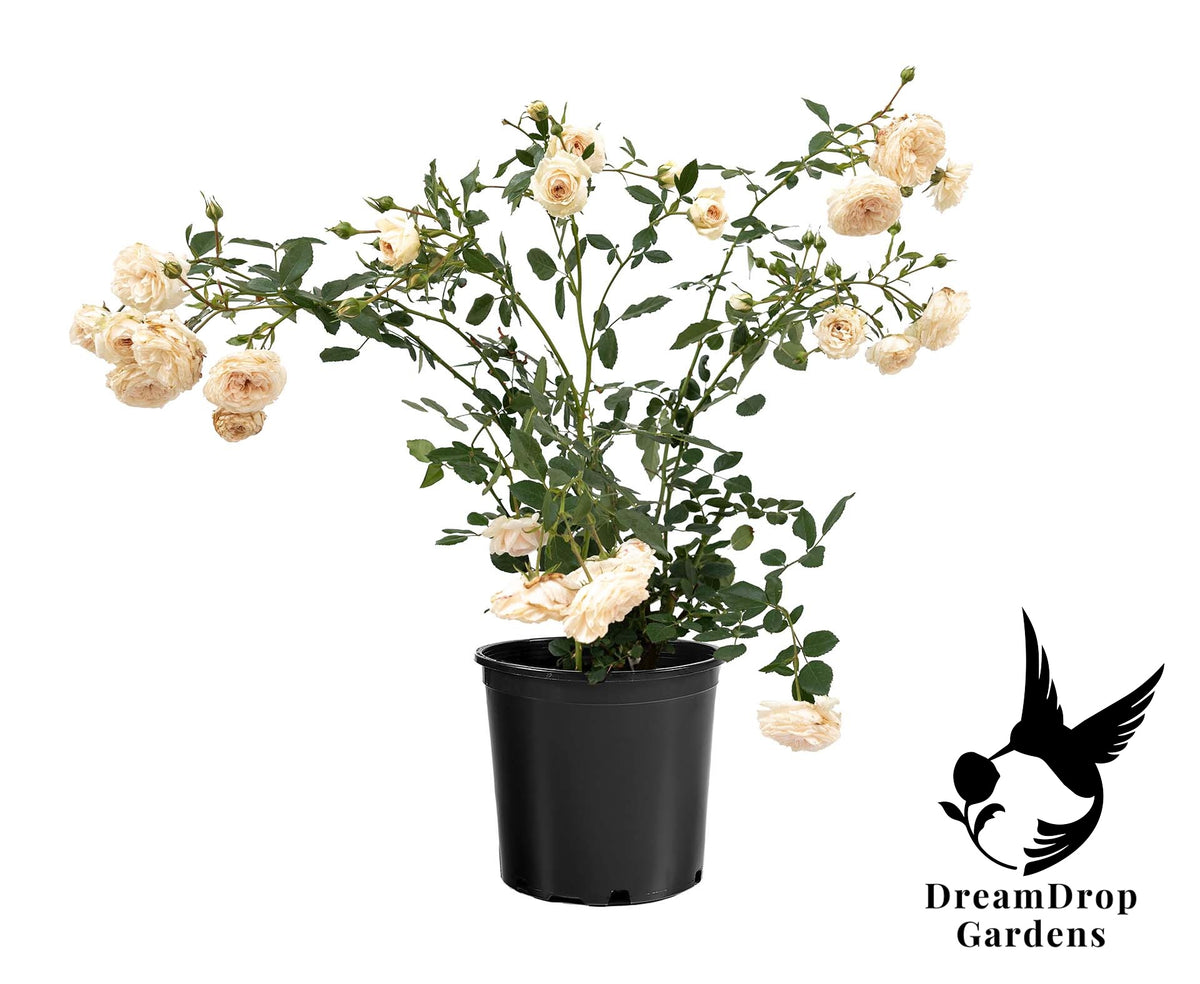 Rose - Arborose Honeymoon — DreamDrop Gardens photo 12