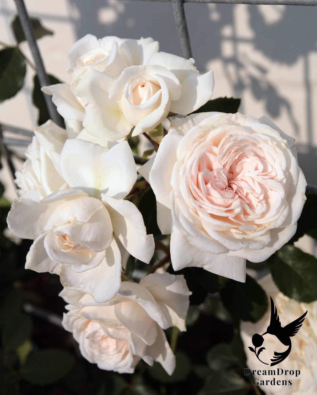 Rose - Arborose Honeymoon — DreamDrop Gardens photo 13