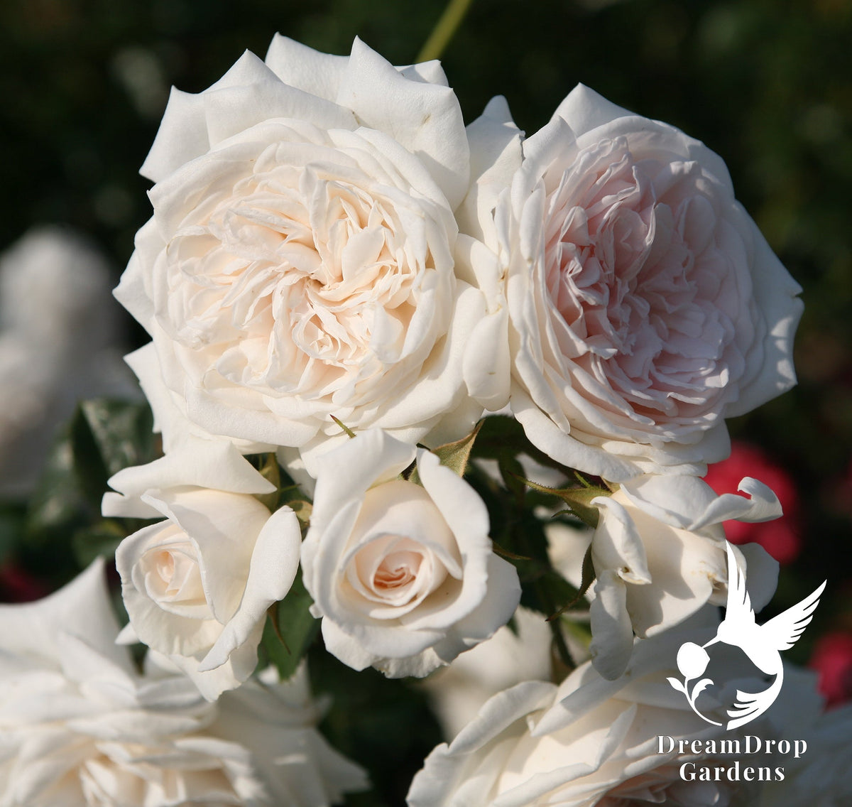 Rose - Arborose Honeymoon — DreamDrop Gardens photo 14