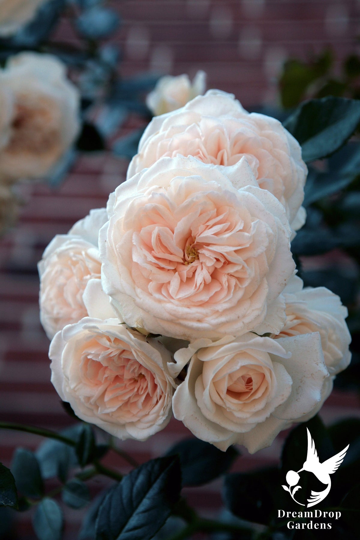 Rose - Arborose Honeymoon — DreamDrop Gardens photo 15