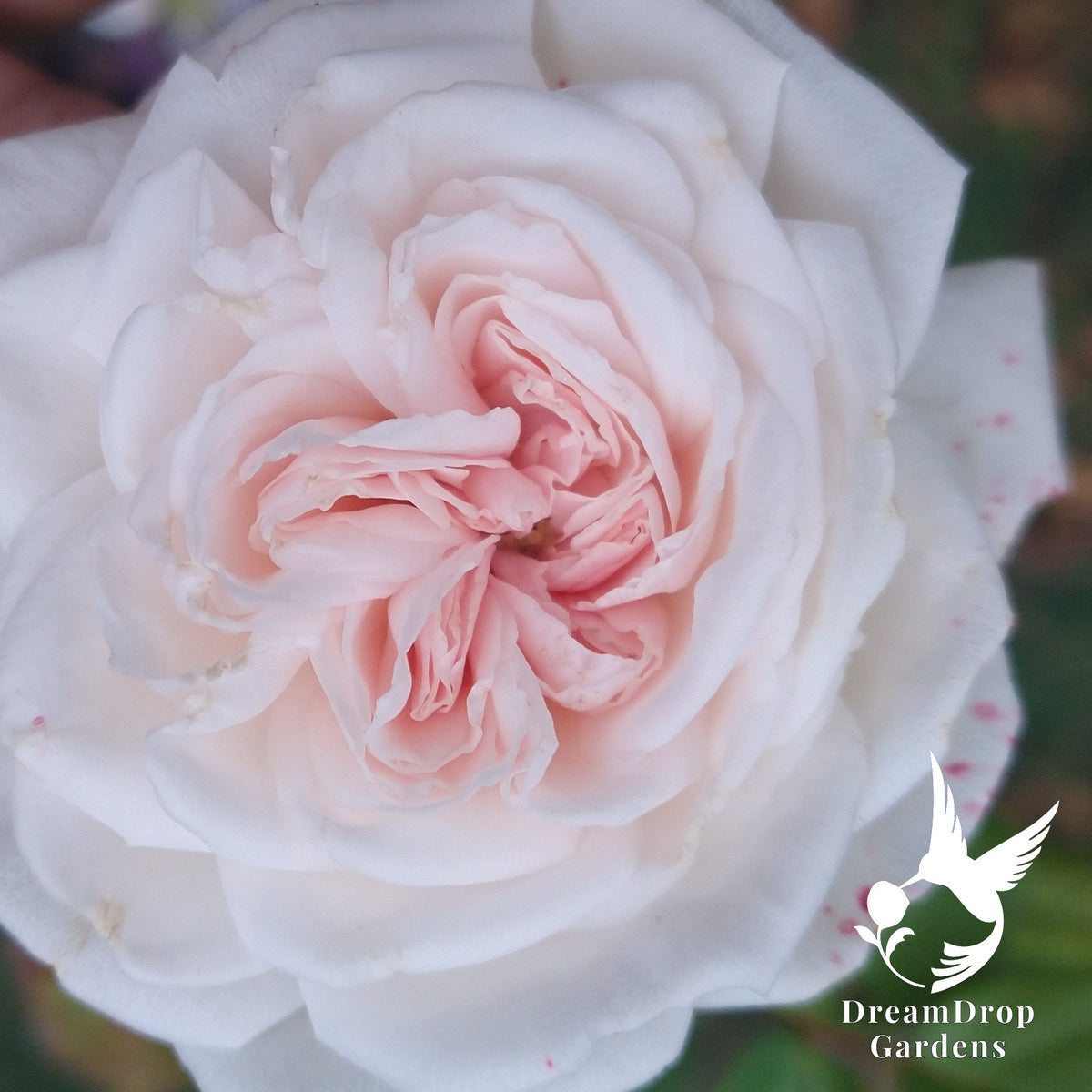 Close-up of a white Arborose Honeymoon bloom with a soft pink, ruffled centre