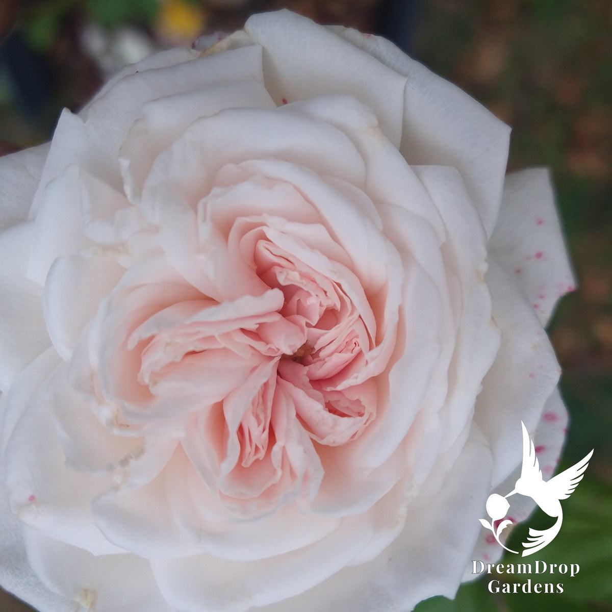 Overhead view of an open white Arborose Honeymoon rose with a blush-pink quartered centre