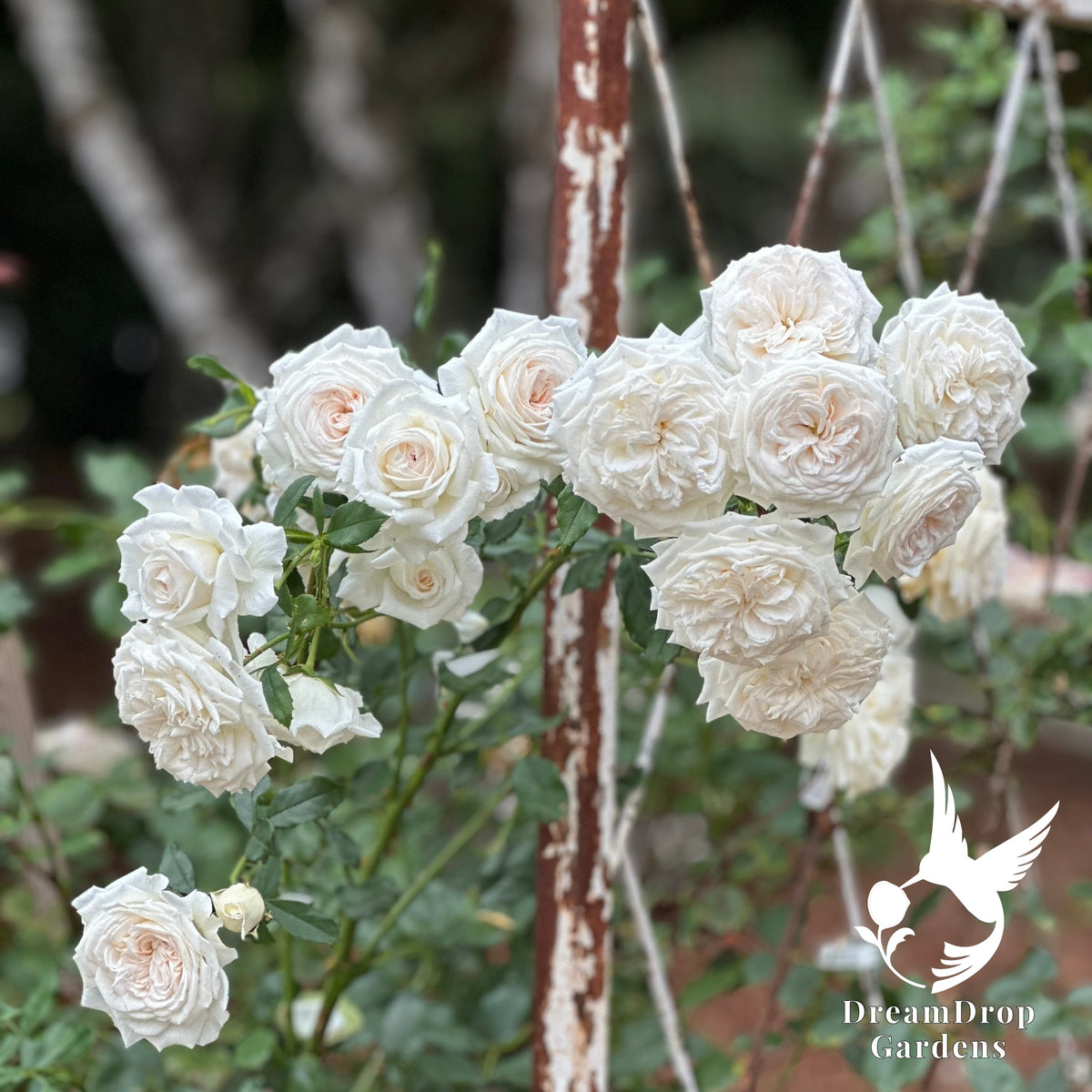 Rose - Arborose Honeymoon — DreamDrop Gardens photo 4