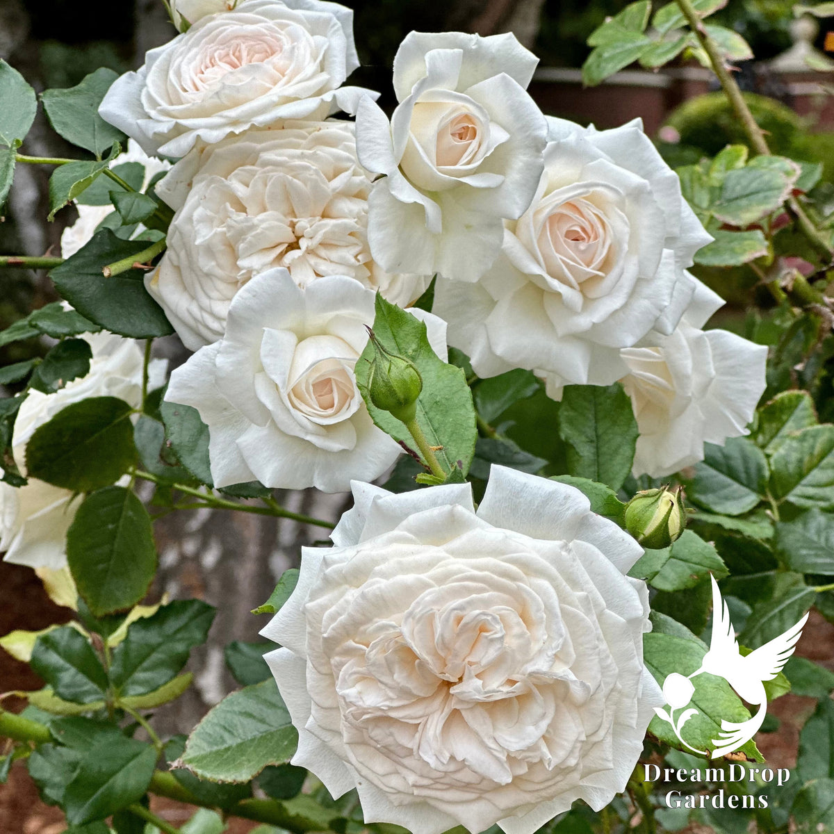 Rose - Arborose Honeymoon — DreamDrop Gardens photo 5