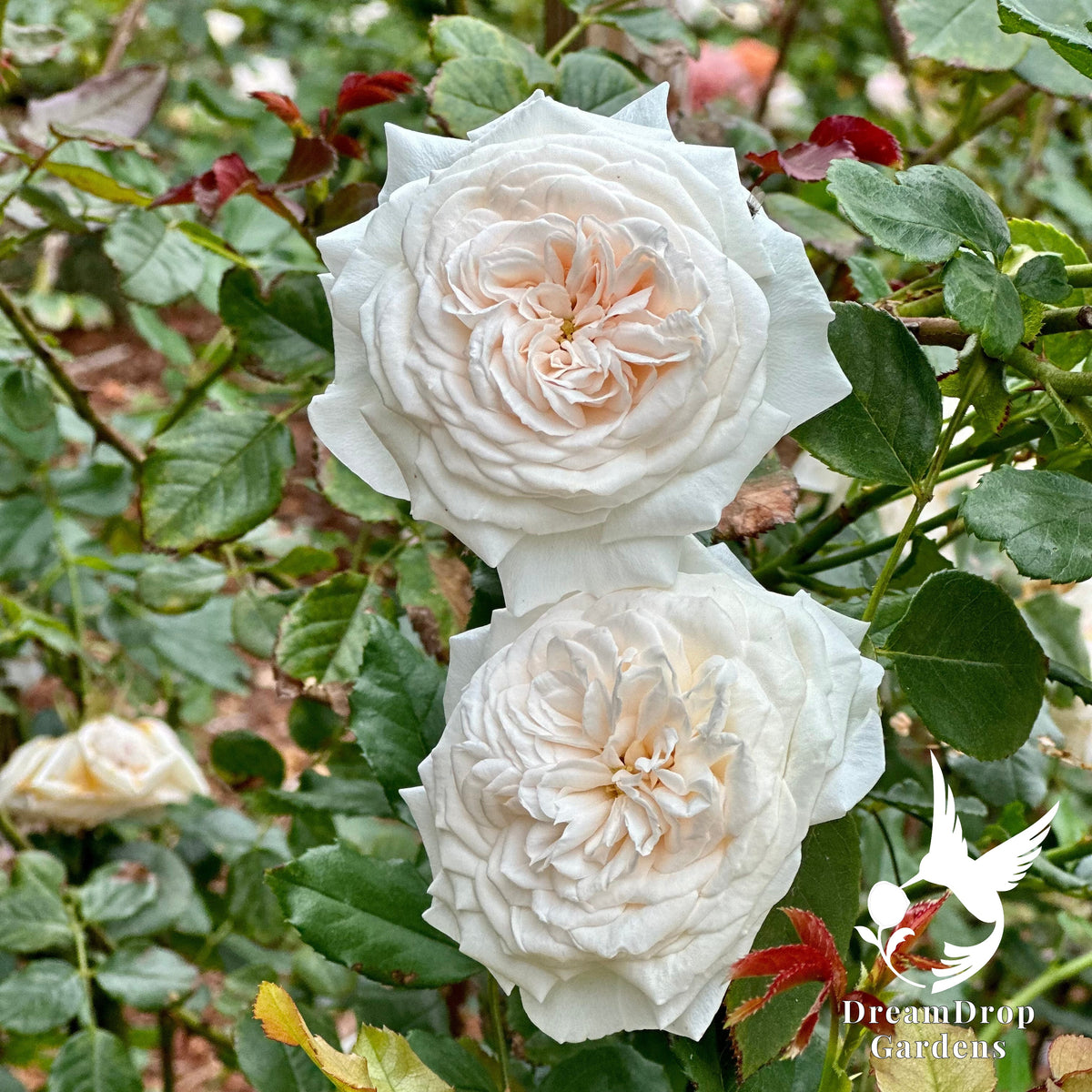 Rose - Arborose Honeymoon — DreamDrop Gardens photo 6