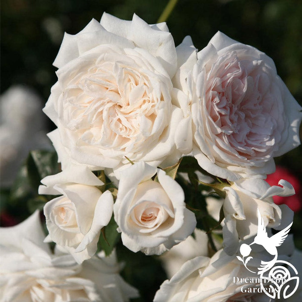 Rose - Arborose Honeymoon — DreamDrop Gardens photo 7