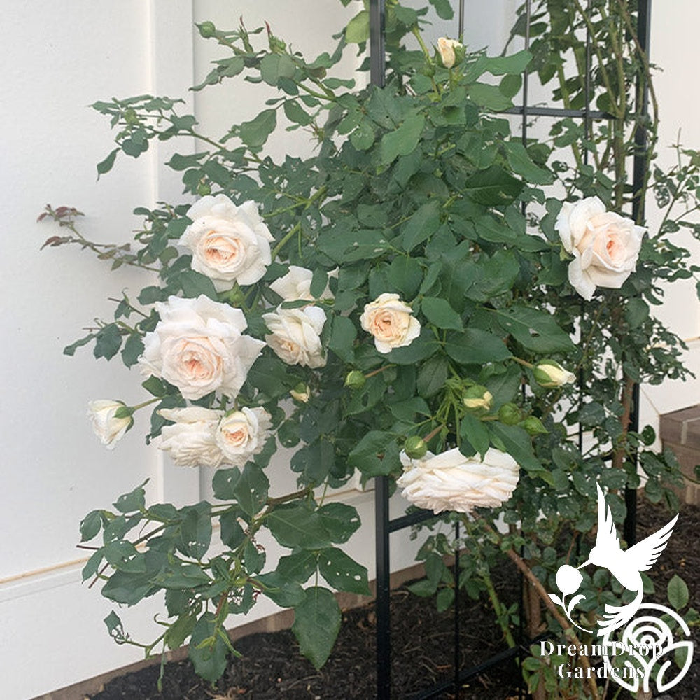 Rose - Arborose Honeymoon — DreamDrop Gardens photo 8