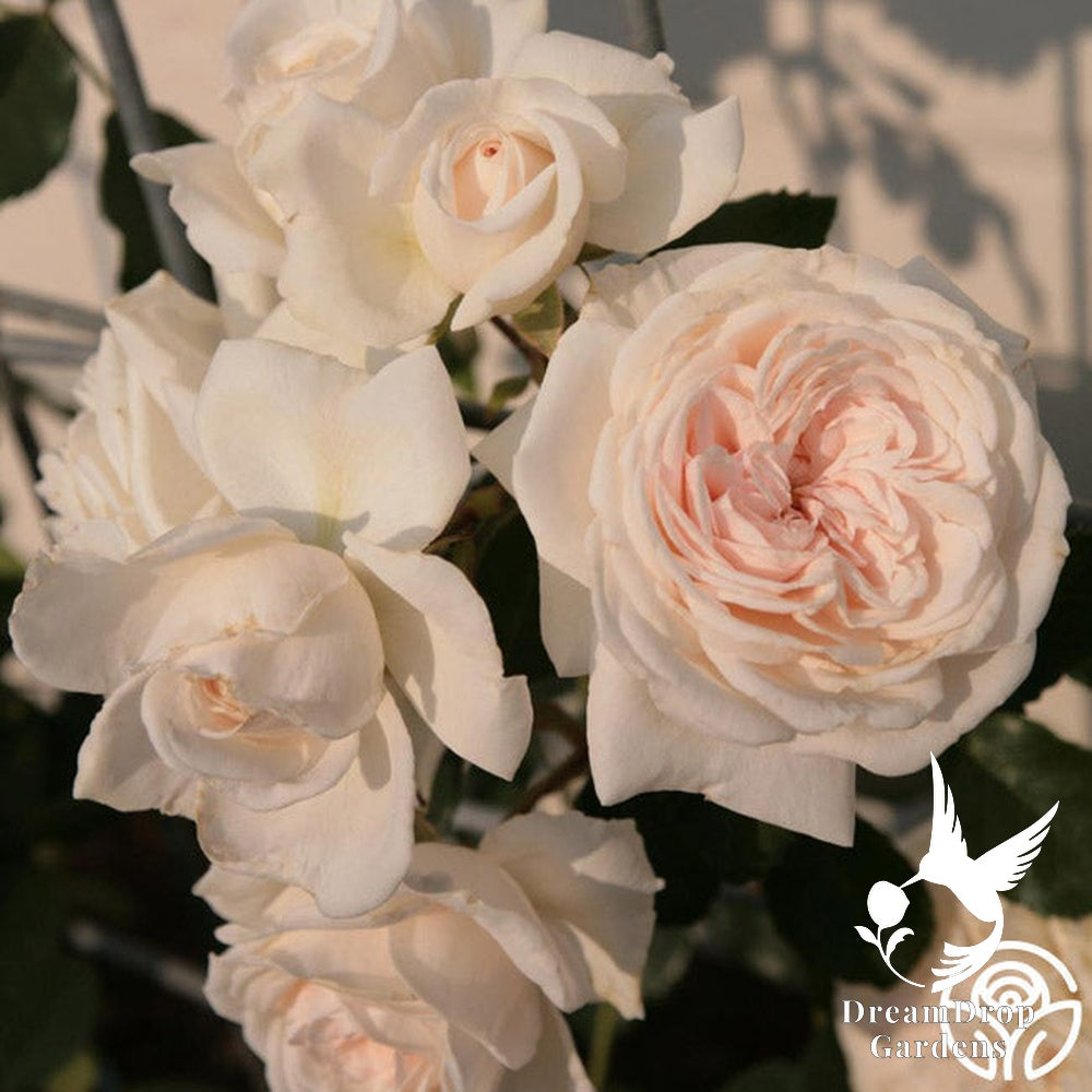 Rose - Arborose Honeymoon — DreamDrop Gardens photo 9