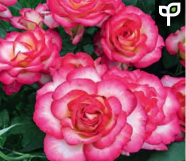 Rose - De Colores