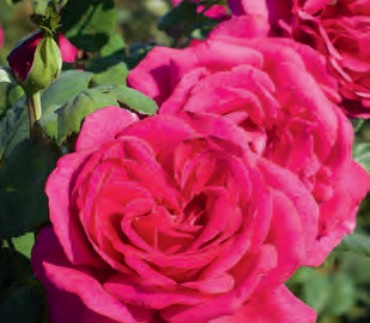 Rose - Della Reese