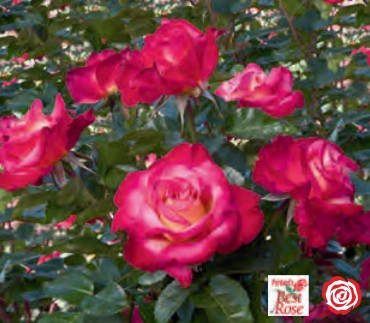 Rose - Dick Clark