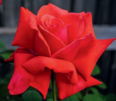 Rose - Dolly Parton