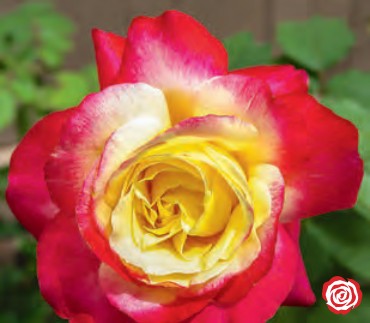 Rose - Double Delight
