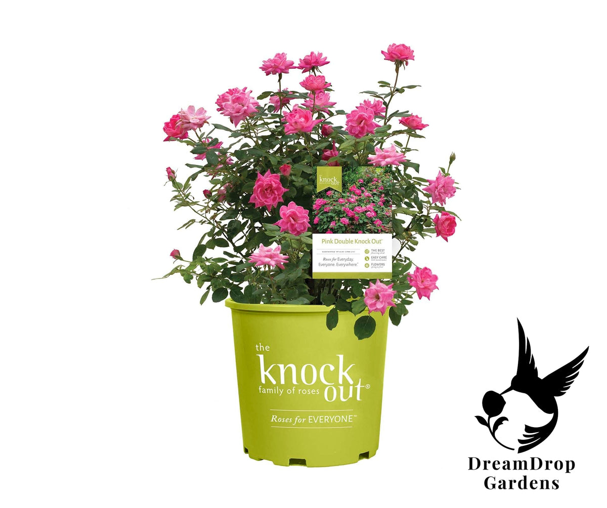 Rose - Pink Double Knock Out — DreamDrop Gardens photo 1