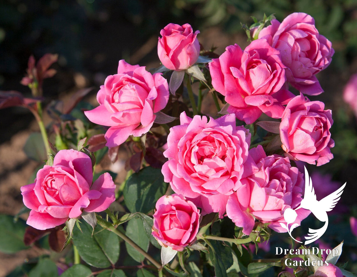 Rose - Pink Double Knock Out — DreamDrop Gardens photo 2