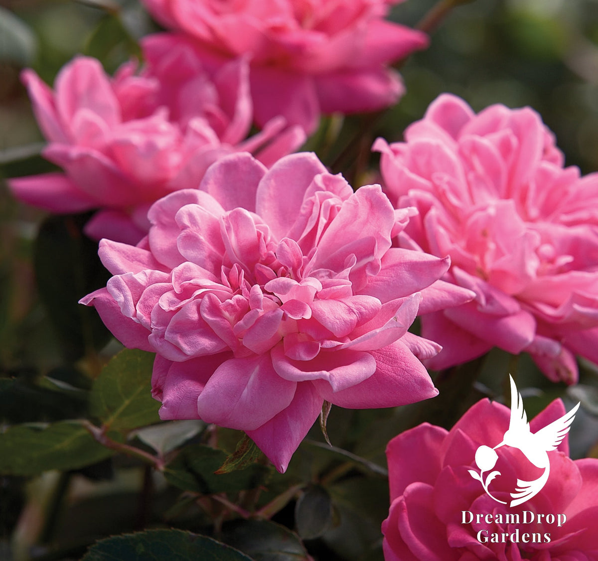 Rose - Pink Double Knock Out — DreamDrop Gardens photo 3