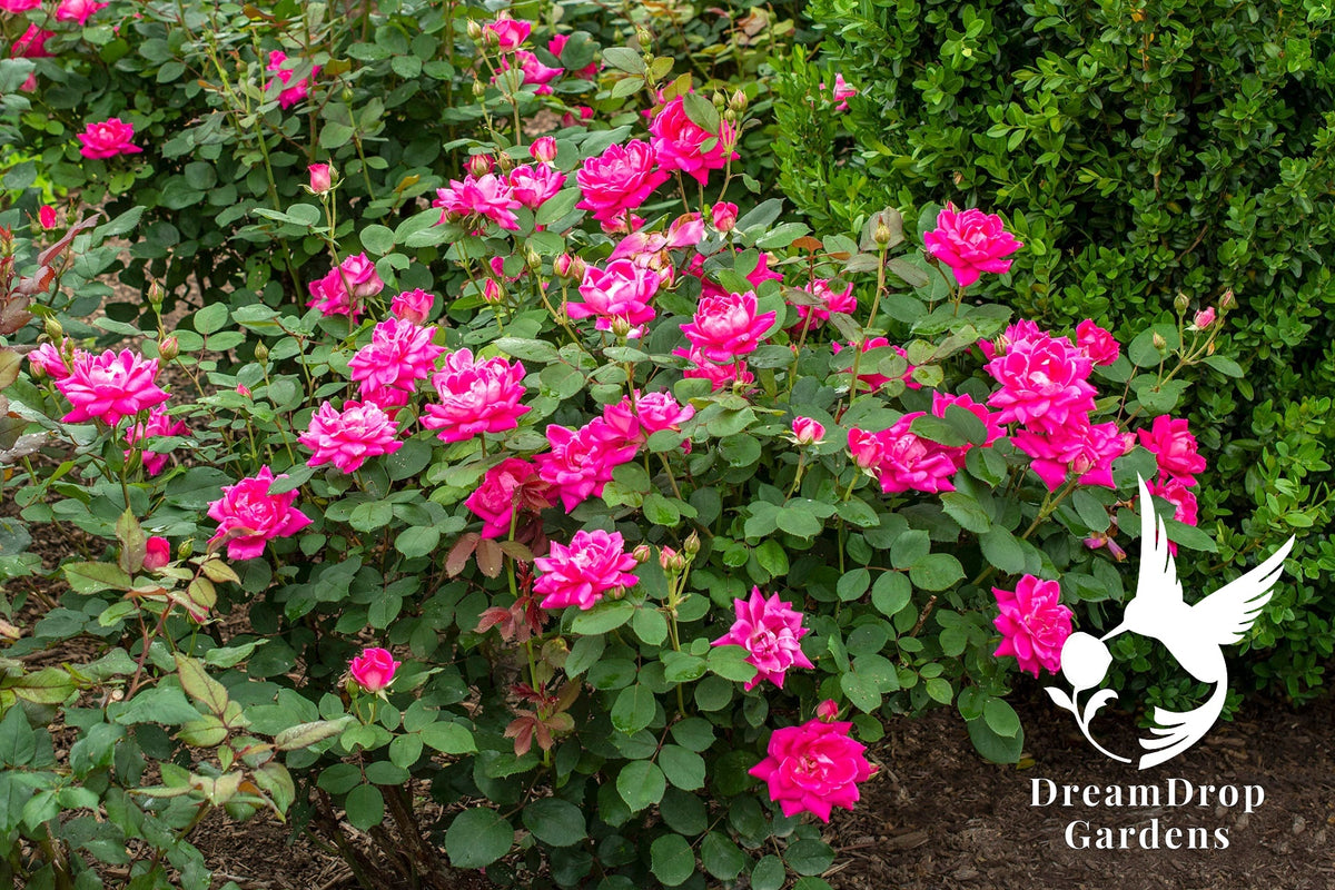 Rose - Pink Double Knock Out — DreamDrop Gardens photo 4
