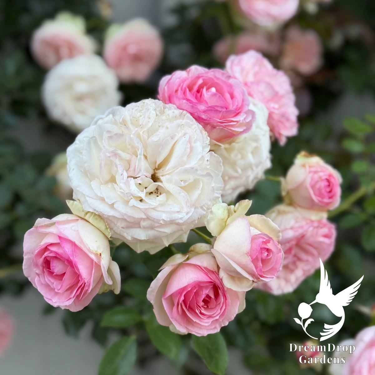 Rose - Eden Climber — DreamDrop Gardens photo 35