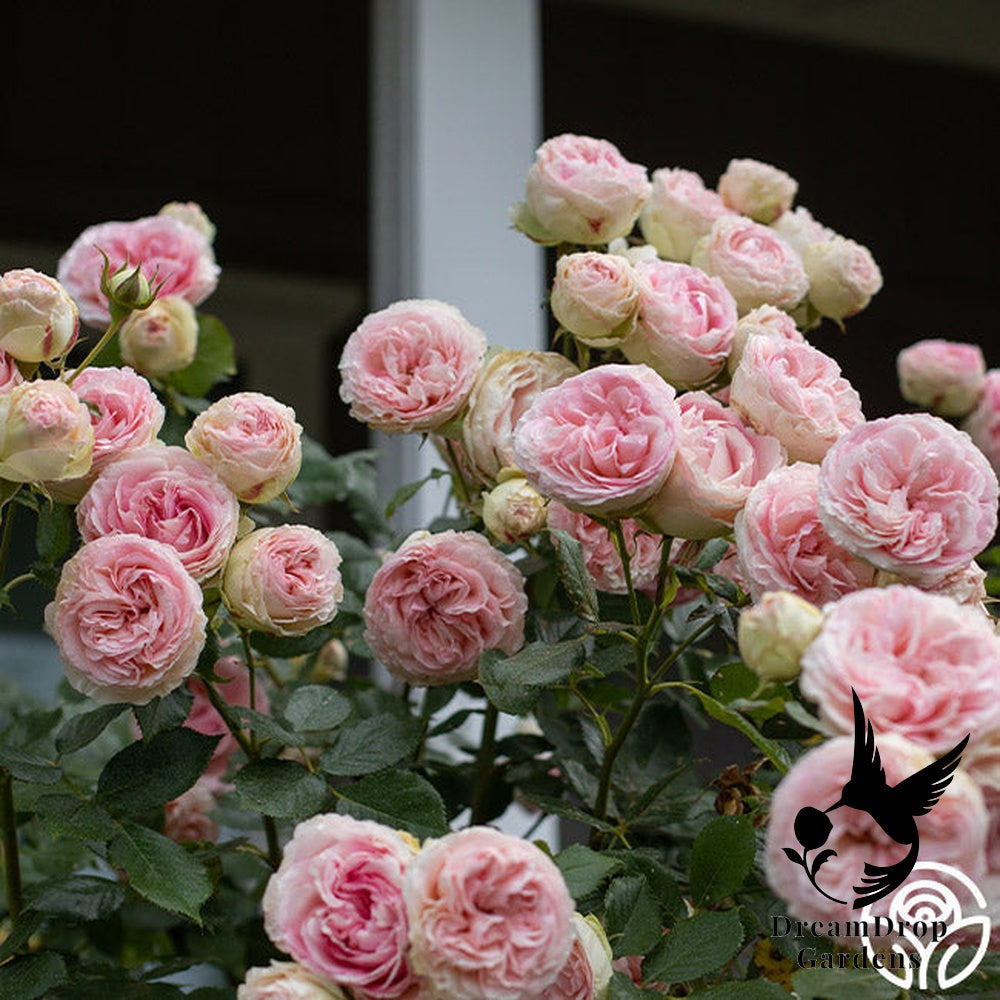 Rose - Eden Climber — DreamDrop Gardens photo 37
