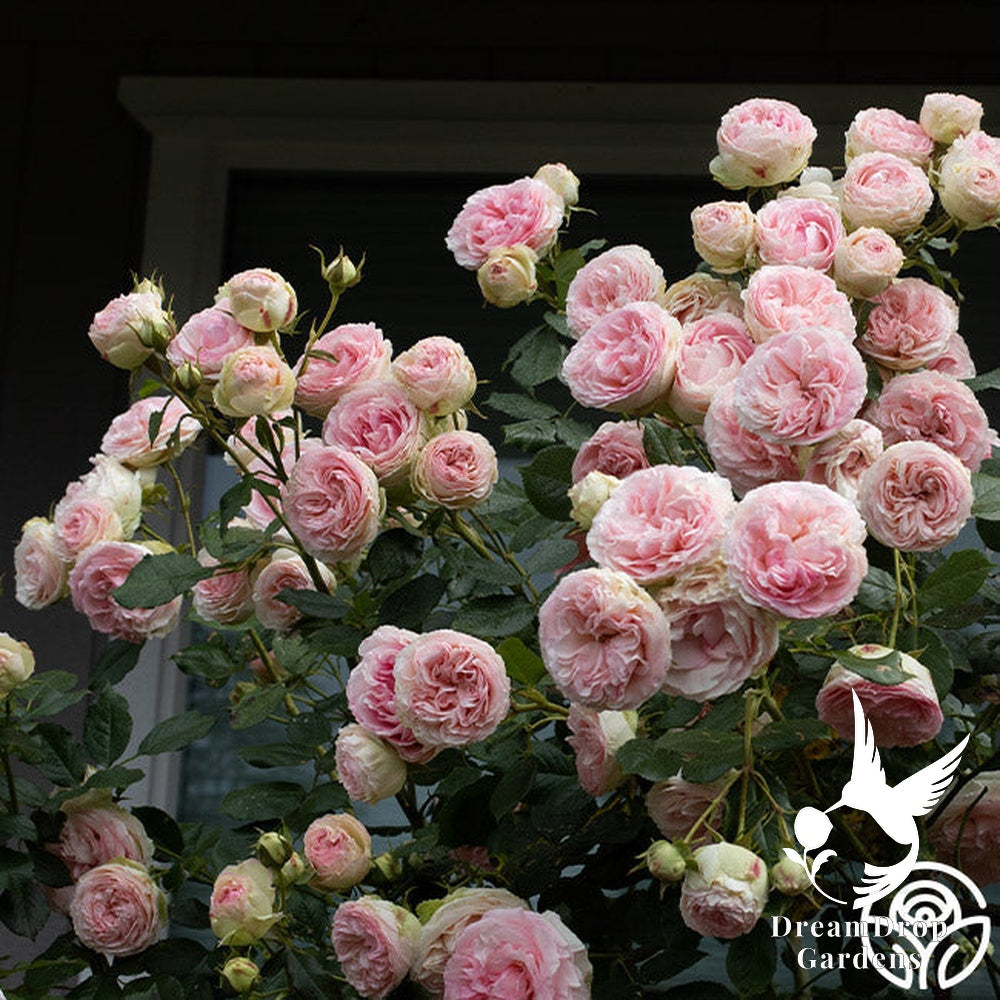 Rose - Eden Climber — DreamDrop Gardens photo 44