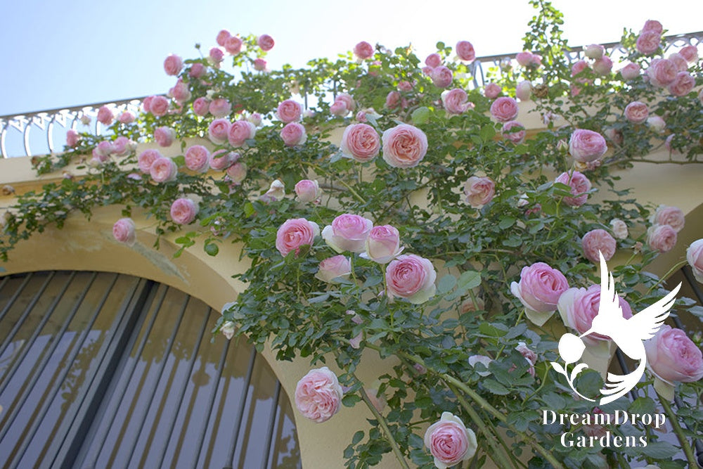 Rose - Eden Climber — DreamDrop Gardens photo 53