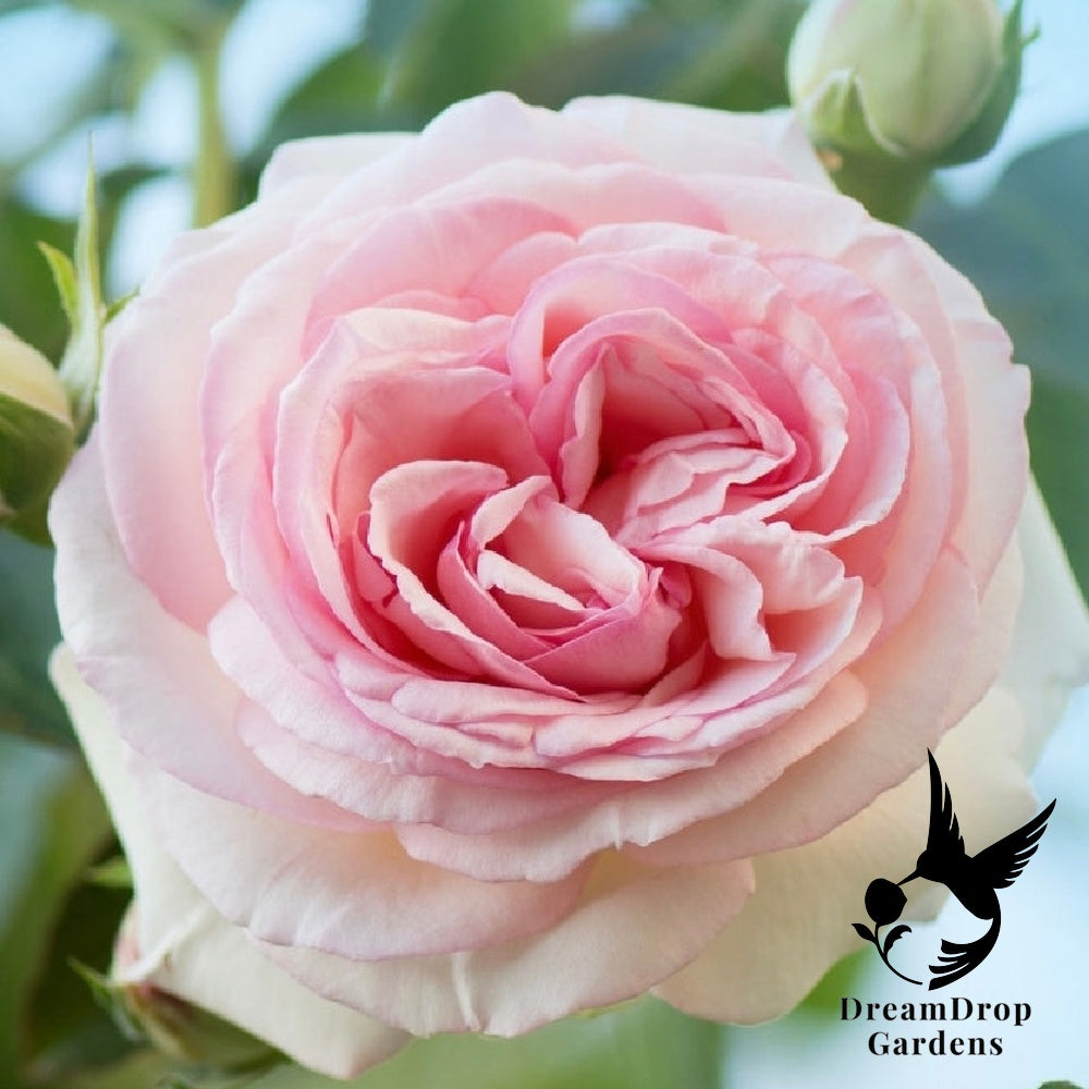 Rose - Eden Climber — DreamDrop Gardens photo 54