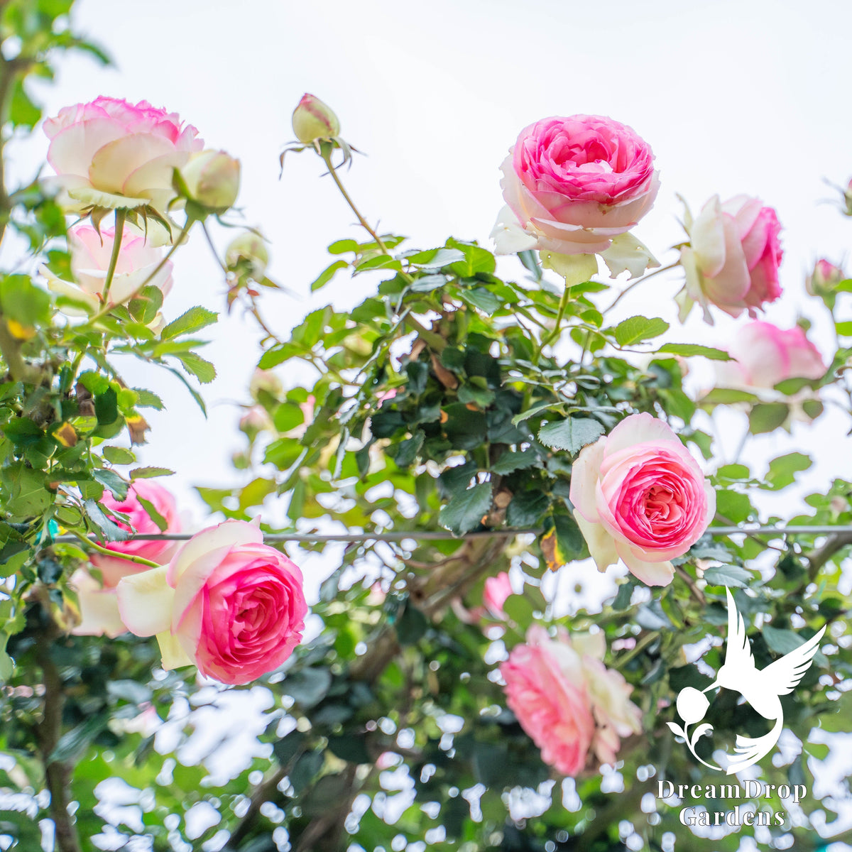 Rose - Eden Climber — DreamDrop Gardens photo 57