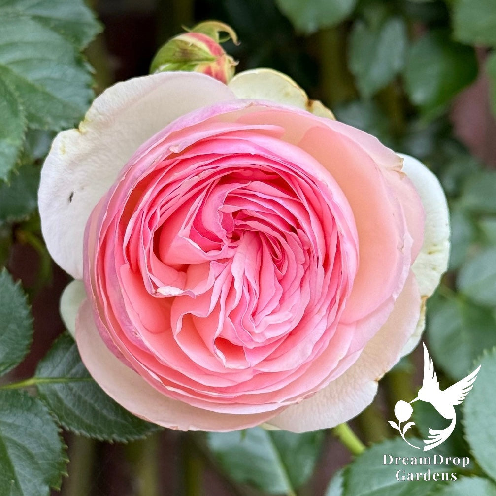 Rose - Eden Climber — DreamDrop Gardens photo 63
