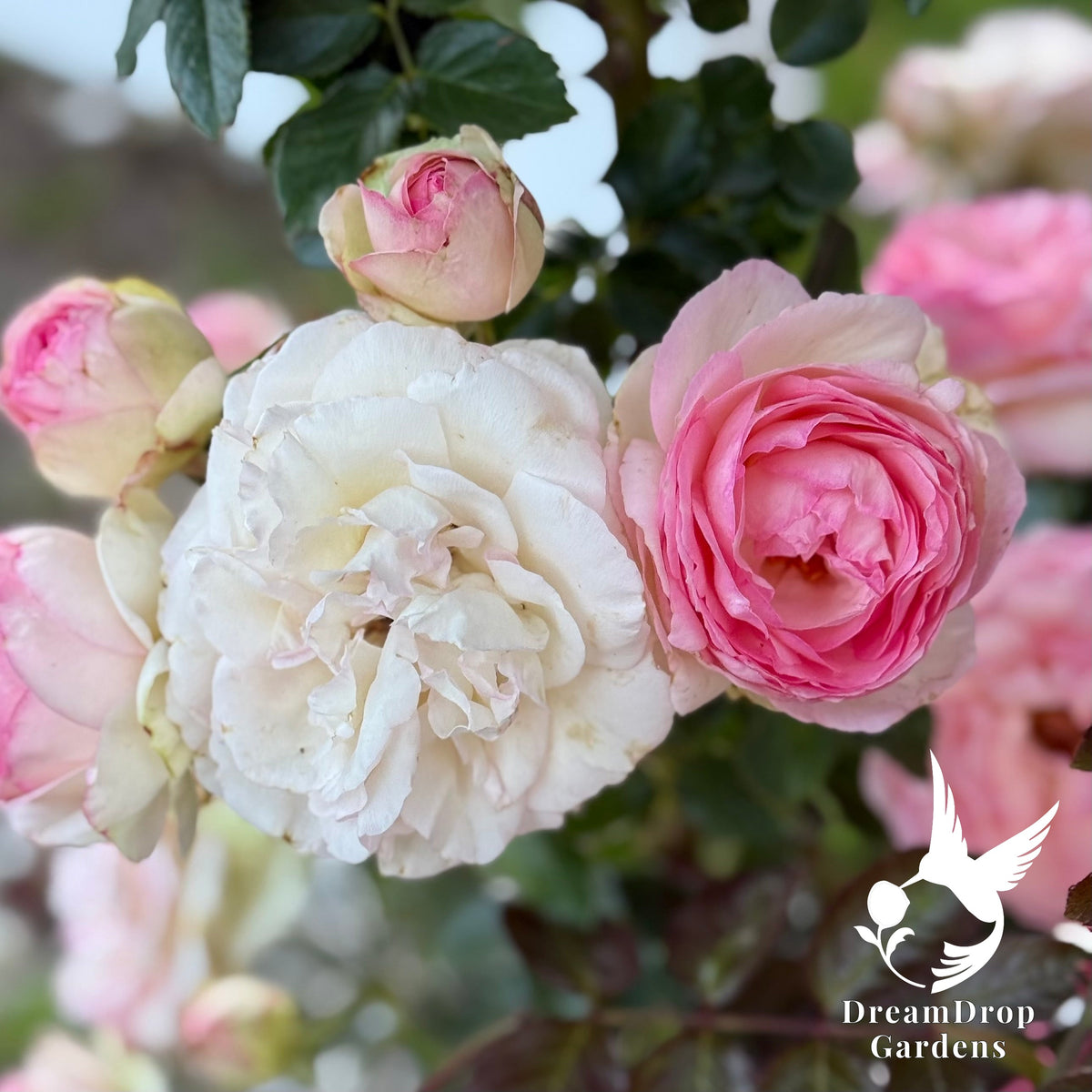 Rose - Eden Climber — DreamDrop Gardens photo 1