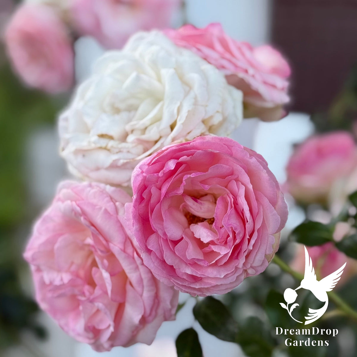 Rose - Eden Climber — DreamDrop Gardens photo 2