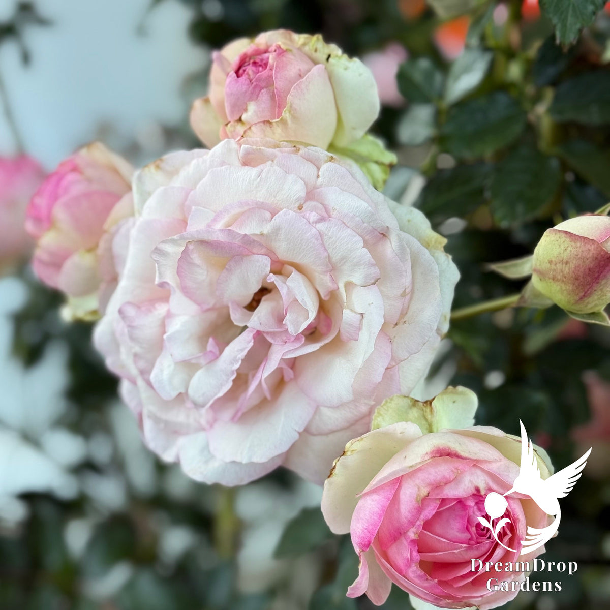 Rose - Eden Climber — DreamDrop Gardens photo 3