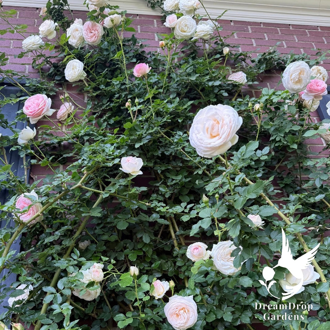Rose - Eden Climber — DreamDrop Gardens photo 5
