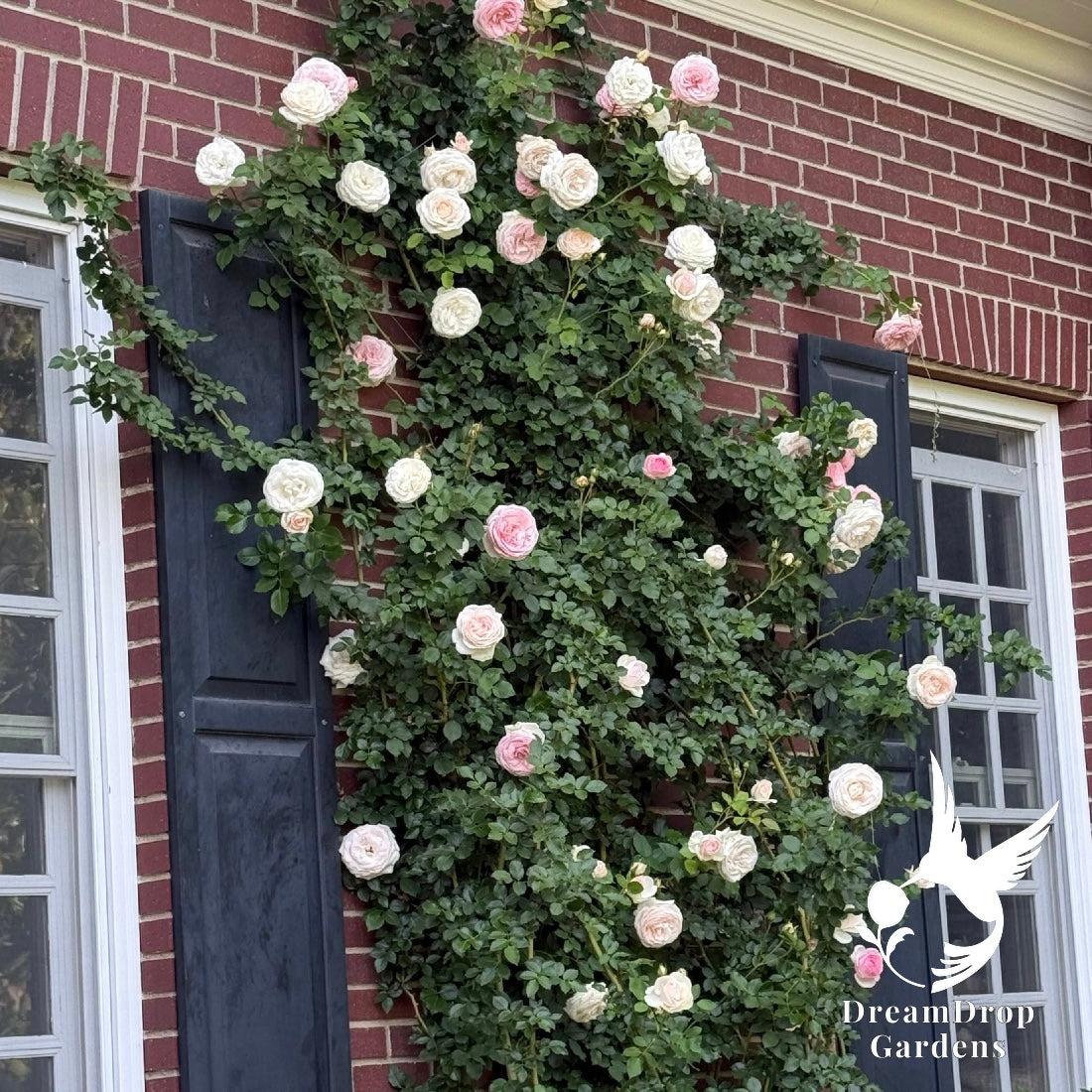 Rose - Eden Climber — DreamDrop Gardens photo 6