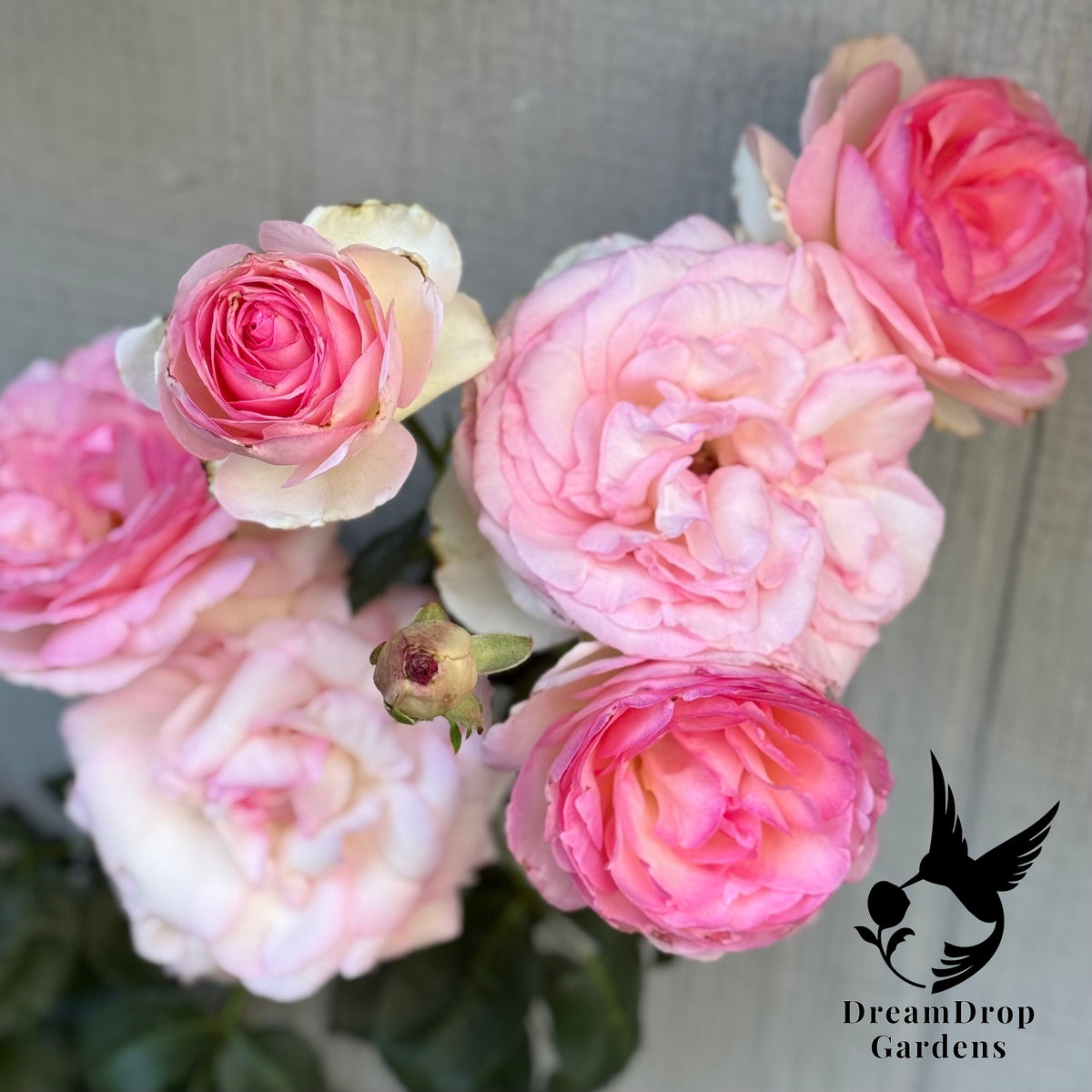Rose - Eden Climber — DreamDrop Gardens photo 10