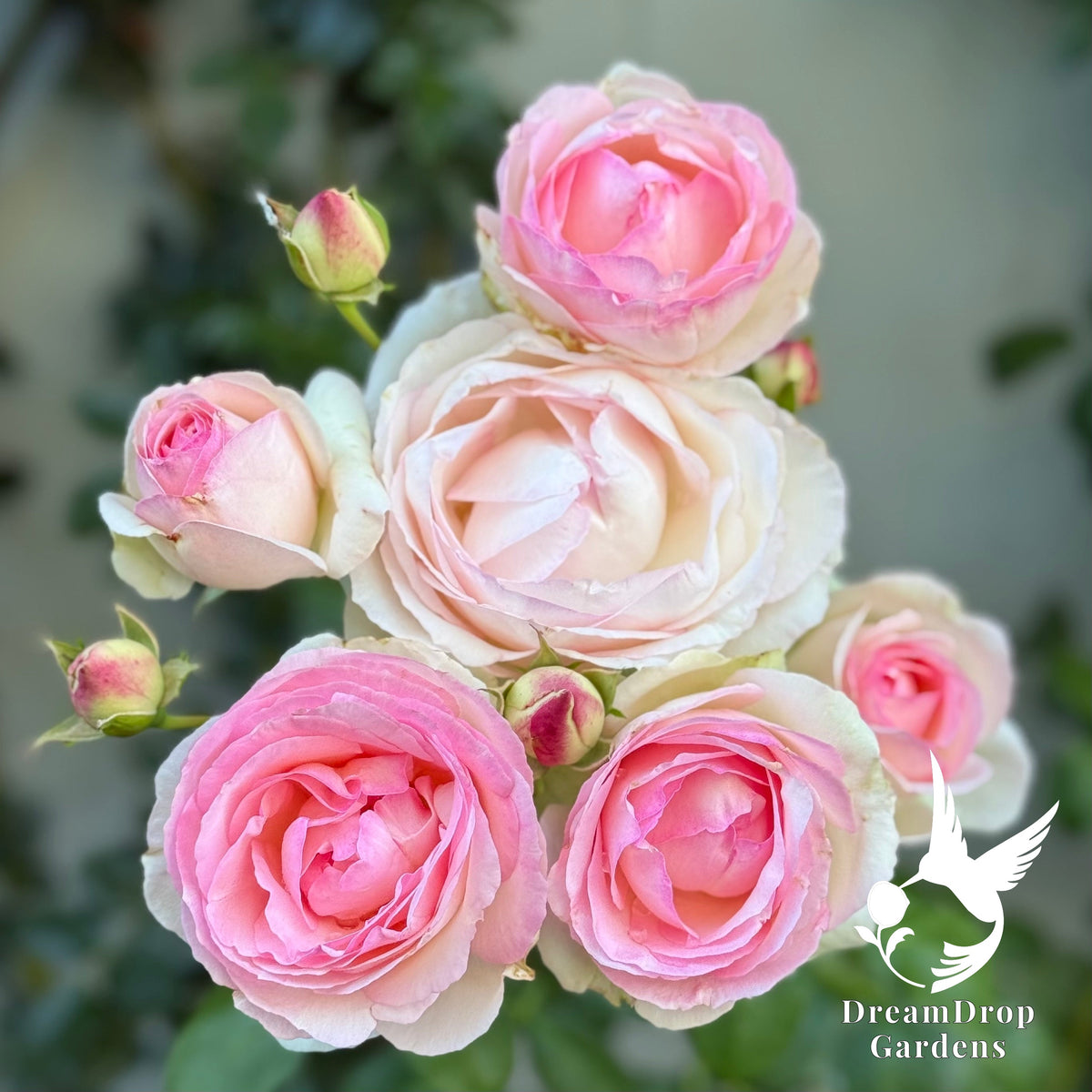 Rose - Eden Climber — DreamDrop Gardens photo 14