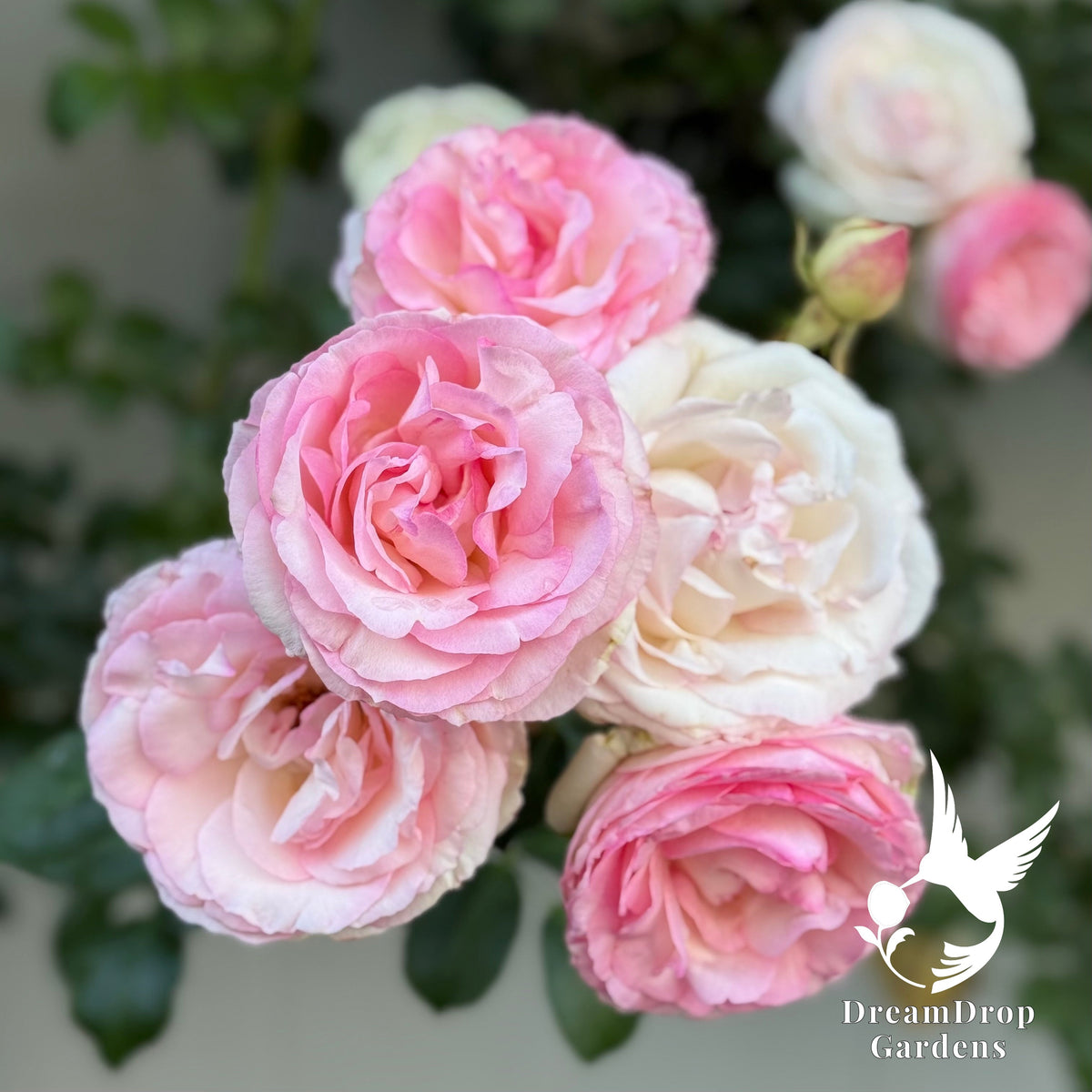 Rose - Eden Climber — DreamDrop Gardens photo 15