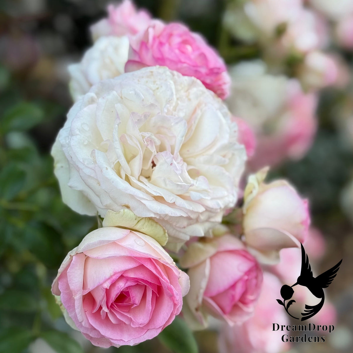 Rose - Eden Climber — DreamDrop Gardens photo 19