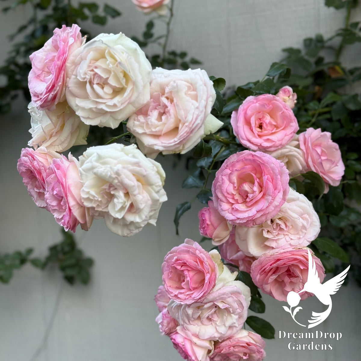 Rose - Eden Climber — DreamDrop Gardens photo 20