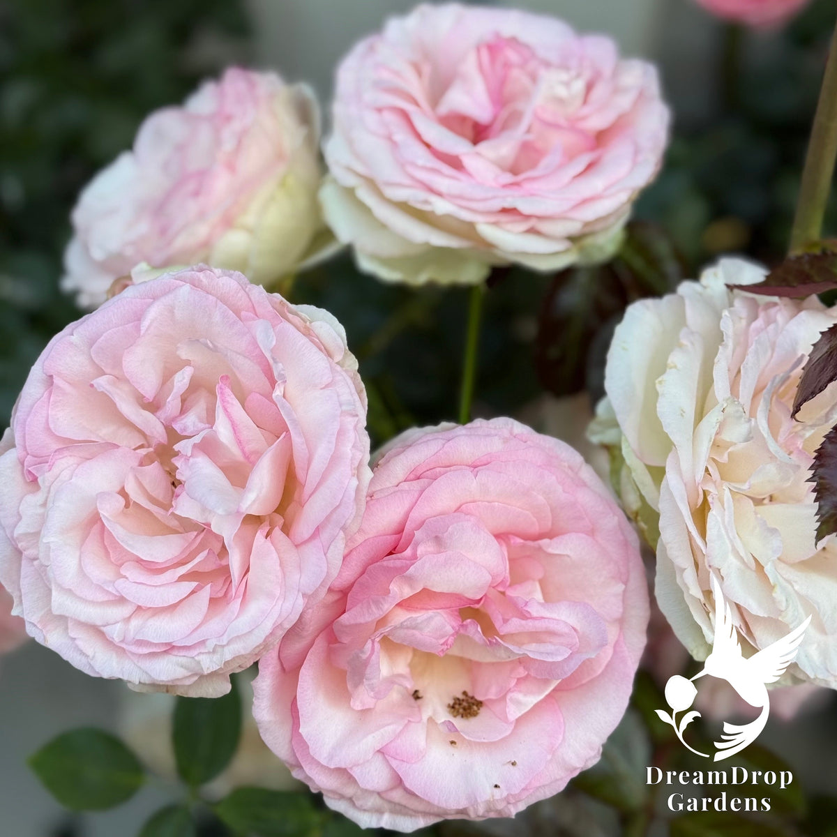 Rose - Eden Climber — DreamDrop Gardens photo 22