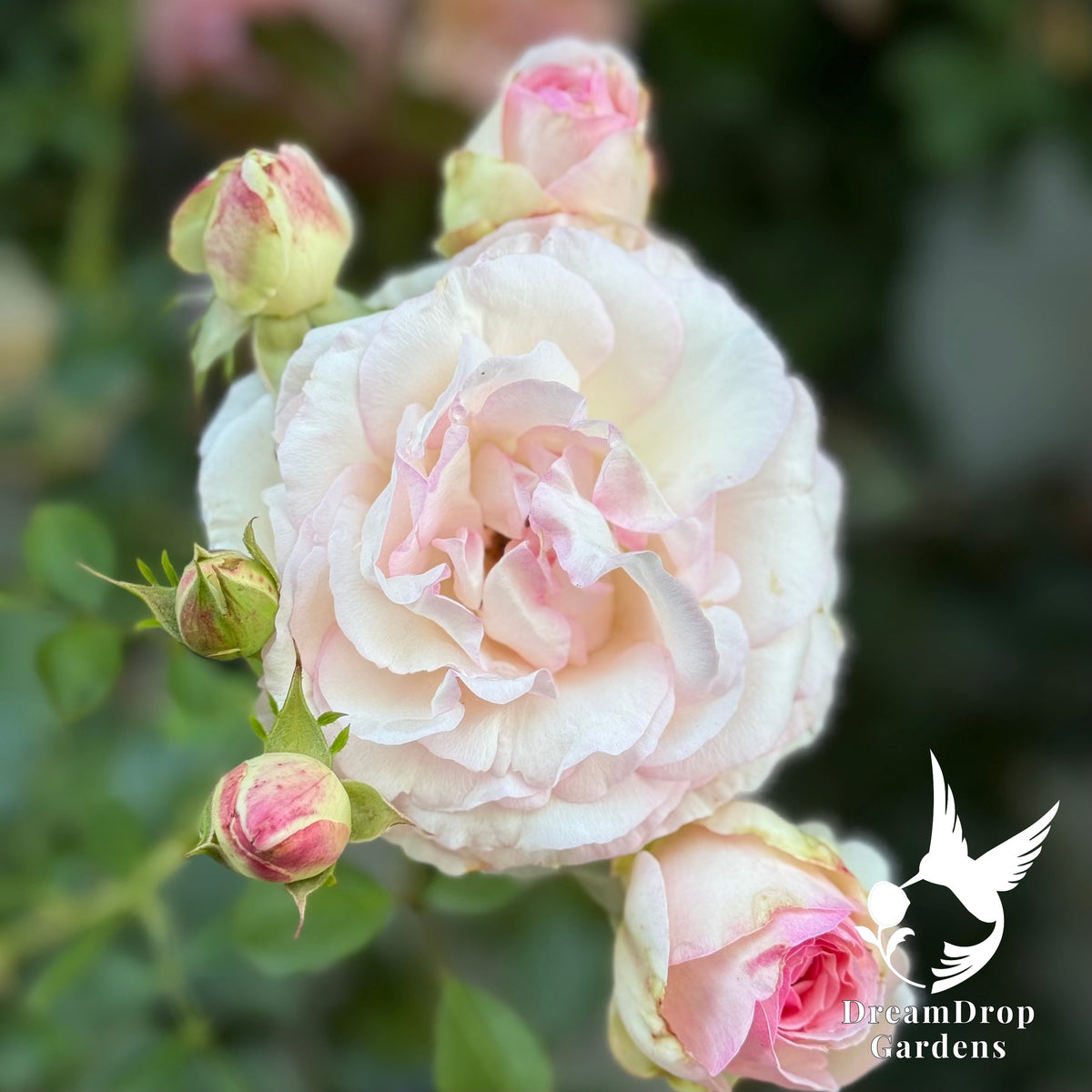 Rose - Eden Climber — DreamDrop Gardens photo 23