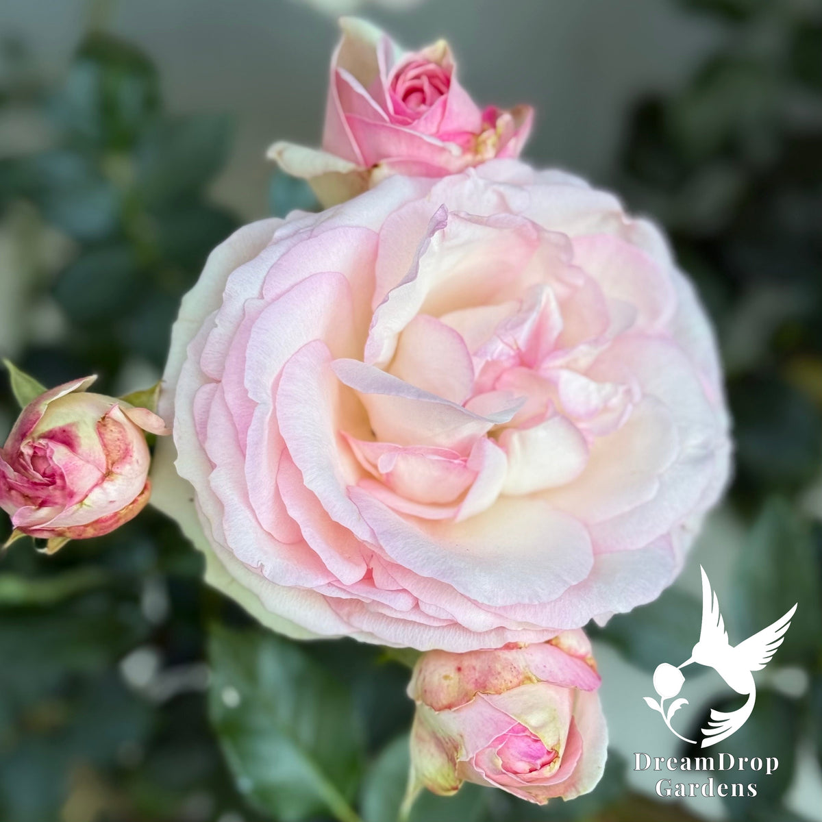 Rose - Eden Climber — DreamDrop Gardens photo 25