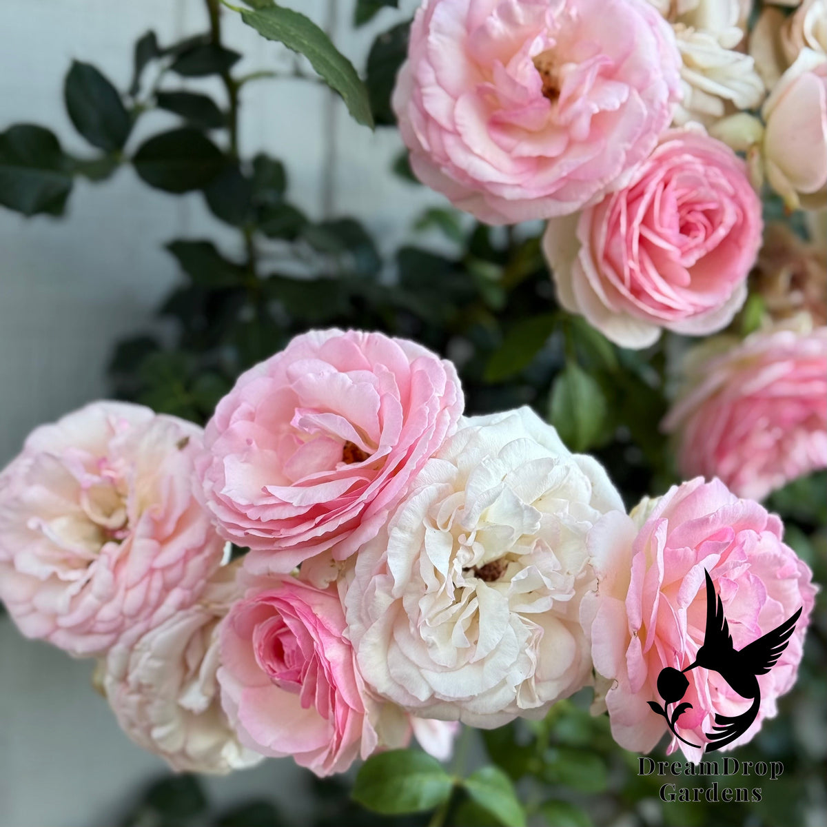 Rose - Eden Climber — DreamDrop Gardens photo 29