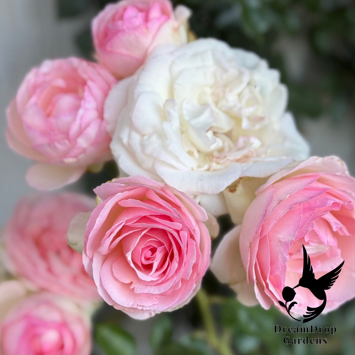 Rose - Eden Climber — DreamDrop Gardens photo 30